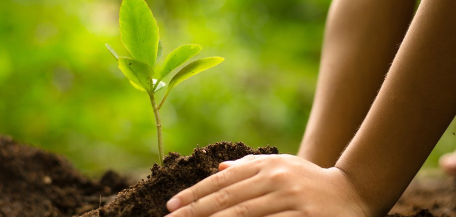 Close up kid hand planting young tree
