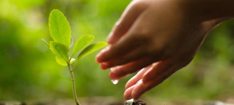 Kid hand watering young tree over green background