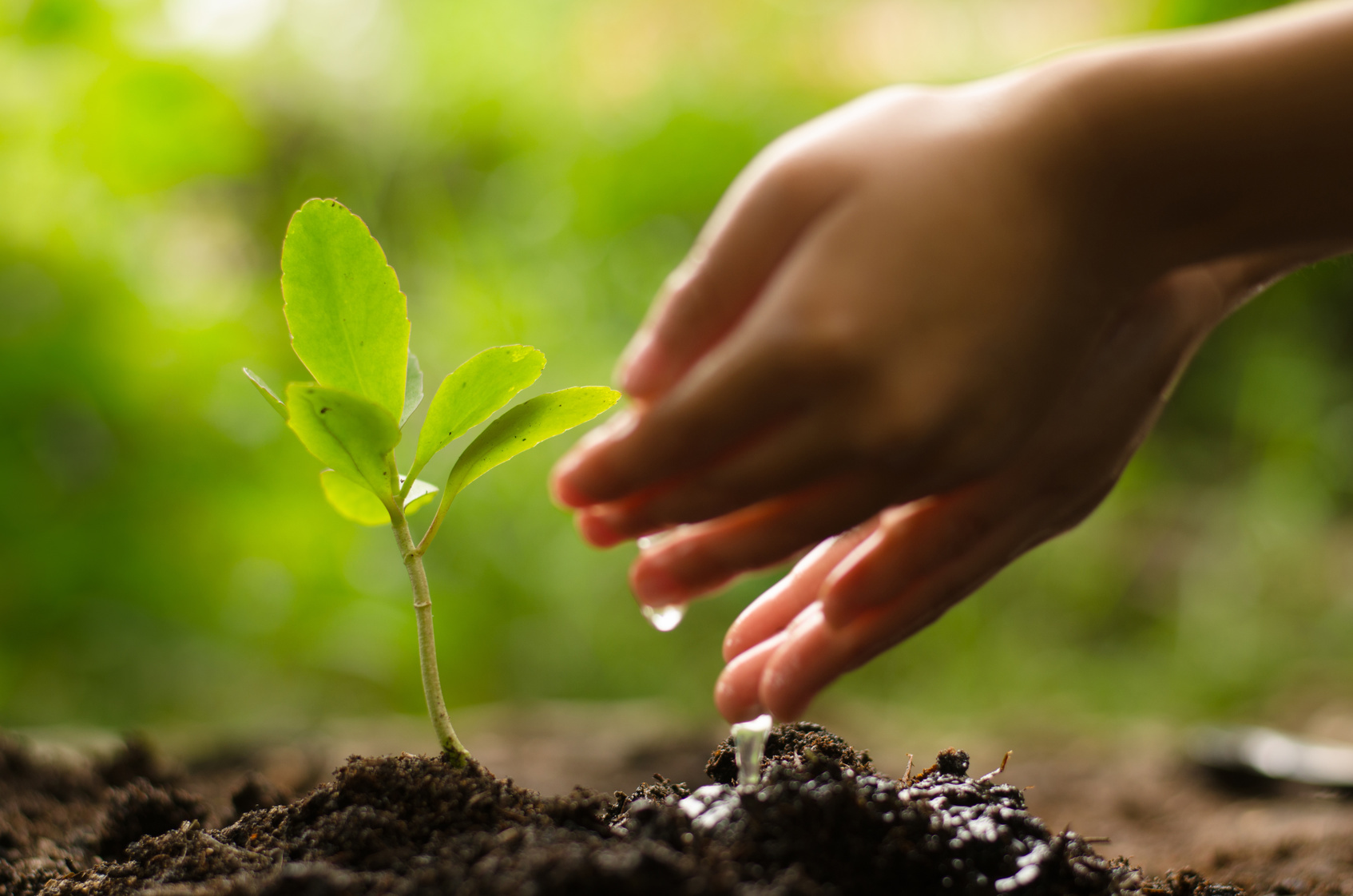Kid hand watering young tree over green background