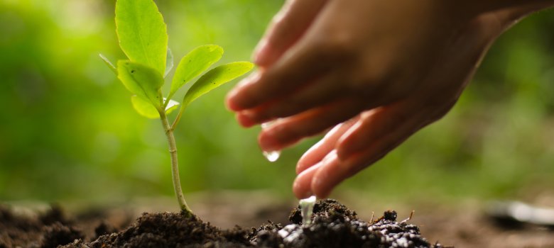 Kid hand watering young tree over green background